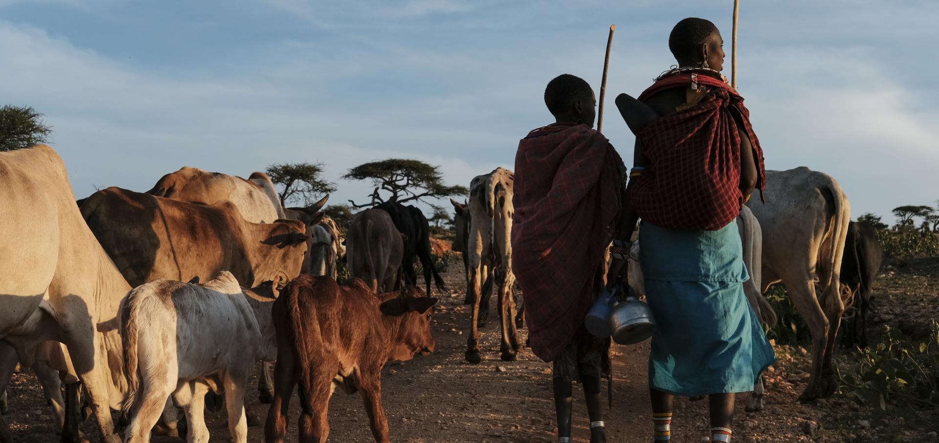 Transforming Animal Health in LMICs